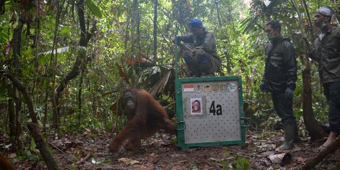 11-tahun-direhabilitasi-2-orangutan-yang-disita-di-thailand-dilepasliarkan